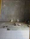 Palach, Rijeka 2008. - Under construction